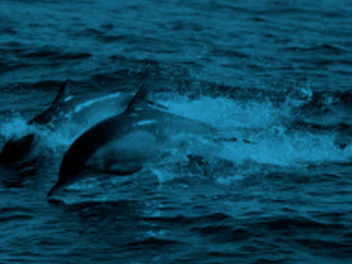 Avances en el desarrollo de investigación internacional para evaluar las poblaciones de delfines en el Océano Pacífico Oriental Tropical